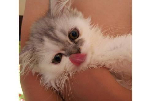 成約済の愛知県のペルシャ-2881の2枚目