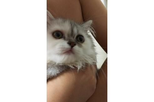 成約済の愛知県のペルシャ-2881の1枚目