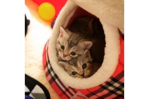 成約済の大阪府のマンチカン-2964の5枚目