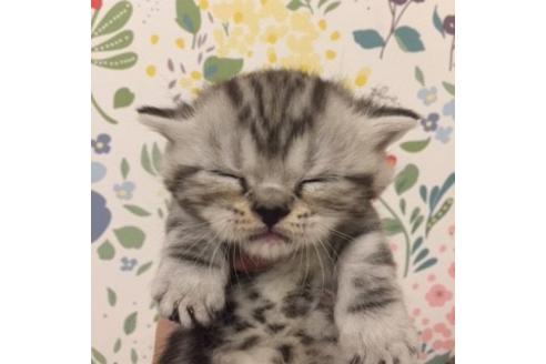 成約済の大阪府のマンチカン-2964の4枚目