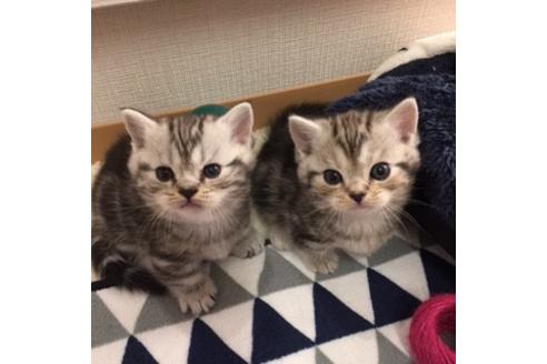 成約済の大阪府のマンチカン-2964の3枚目