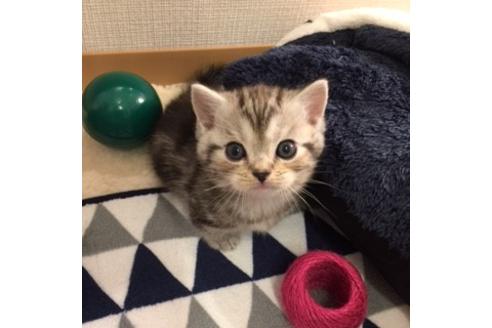 成約済の大阪府のマンチカン-2964の2枚目