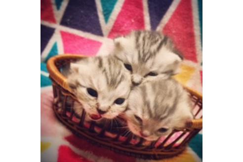 成約済の大阪府のマンチカン-2964の1枚目