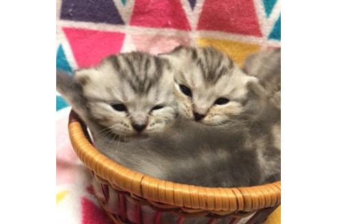 成約済の大阪府のマンチカン-2965の5枚目