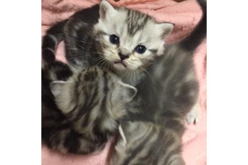 成約済の大阪府のマンチカン-2965の4枚目