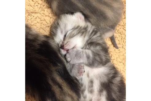 成約済の大阪府のマンチカン-2965の3枚目