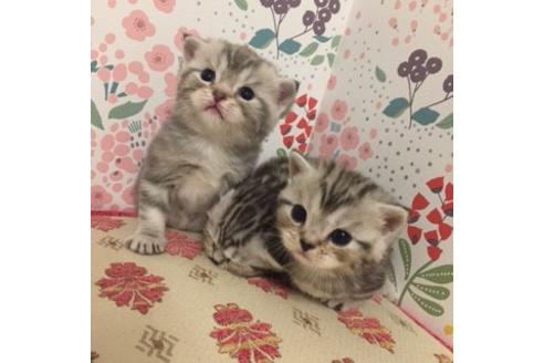 成約済の大阪府のマンチカン-2966の5枚目