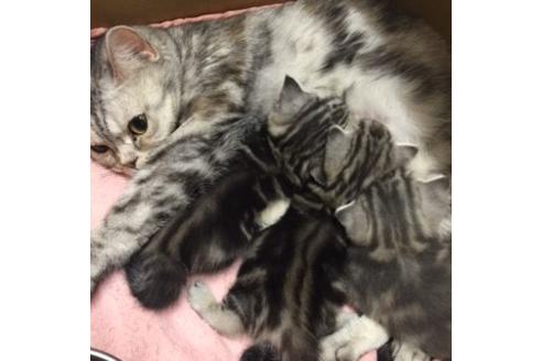 成約済の大阪府のマンチカン-2966の4枚目