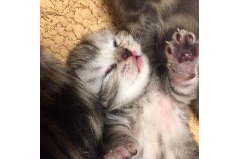 成約済の大阪府のマンチカン-2966の3枚目