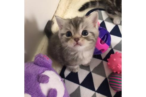 成約済の大阪府のマンチカン-2966の2枚目