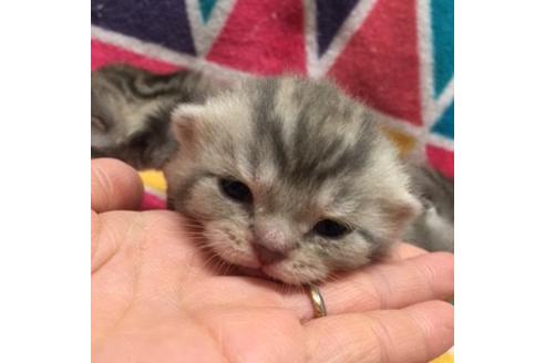 成約済の大阪府のマンチカン-2966の1枚目