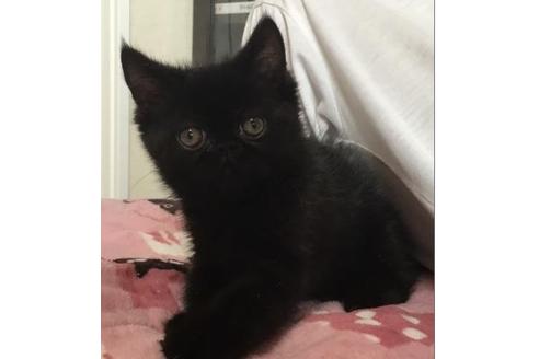 成約済の愛知県のエキゾチックショートヘア-2994の4枚目