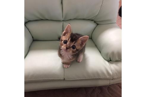 成約済の大阪府のスコティッシュフォールド-3031の5枚目