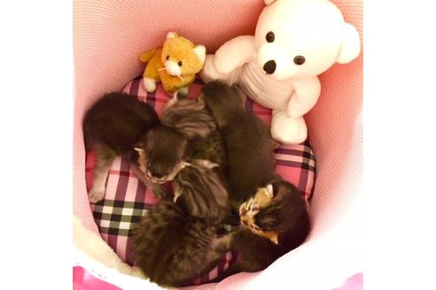 成約済の大阪府のスコティッシュフォールド-3031の4枚目