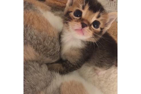 成約済の大阪府のスコティッシュフォールド-3031の3枚目