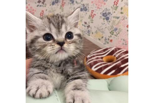 成約済の大阪府のマンチカン-2965の2枚目