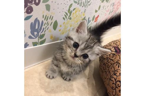 成約済の大阪府のマンチカン-2965の1枚目