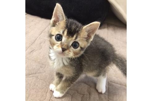 成約済の大阪府のスコティッシュフォールド-3031の2枚目