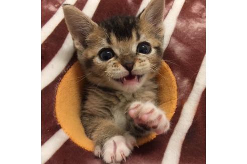 成約済の大阪府のスコティッシュフォールド-3031の1枚目