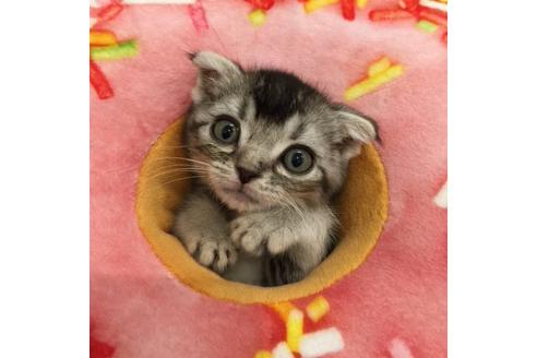 成約済の大阪府のスコティッシュフォールド-3035の5枚目