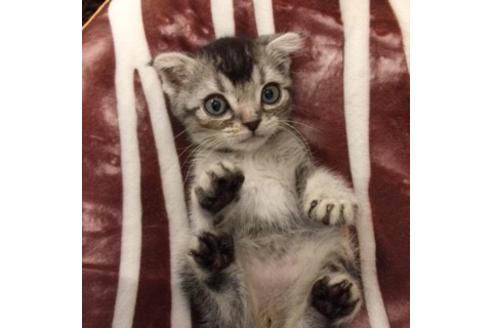 成約済の大阪府のスコティッシュフォールド-3035の4枚目