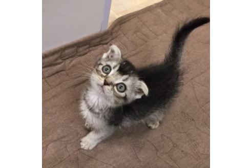 成約済の大阪府のスコティッシュフォールド-3035の3枚目