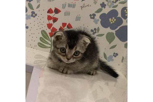 成約済の大阪府のスコティッシュフォールド-3035の2枚目