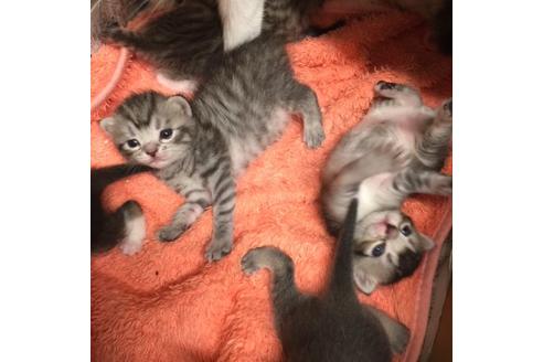 成約済の大阪府のスコティッシュフォールド-3035の1枚目