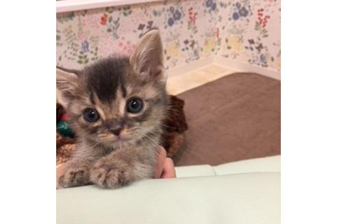 成約済の大阪府のスコティッシュフォールド-3036の5枚目