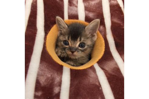 成約済の大阪府のスコティッシュフォールド-3036の4枚目