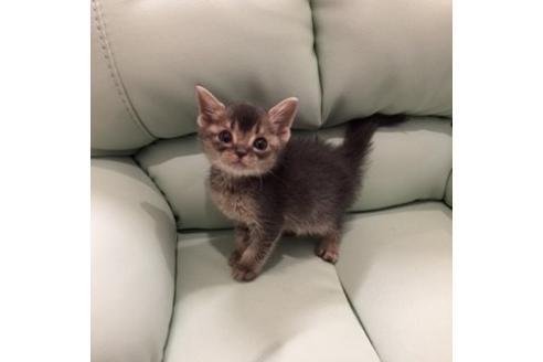 成約済の大阪府のスコティッシュフォールド-3036の3枚目