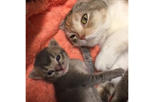 成約済の大阪府のスコティッシュフォールド-3036の2枚目