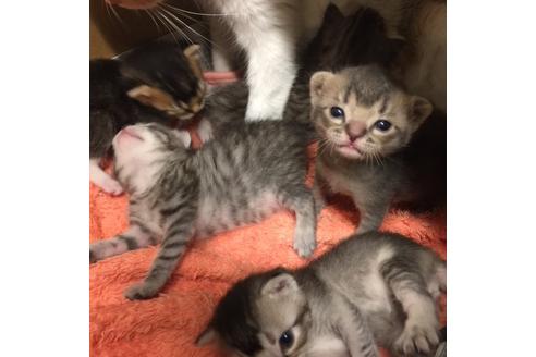 成約済の大阪府のスコティッシュフォールド-3036の1枚目