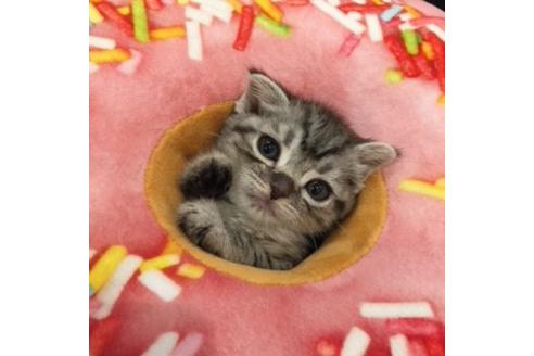 成約済の大阪府のスコティッシュフォールド-3037の5枚目