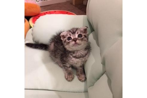 成約済の大阪府のスコティッシュフォールド-3037の4枚目