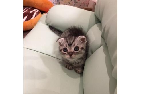 成約済の大阪府のスコティッシュフォールド-3037の3枚目