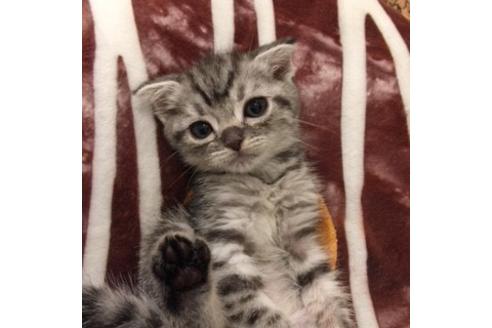 成約済の大阪府のスコティッシュフォールド-3037の2枚目