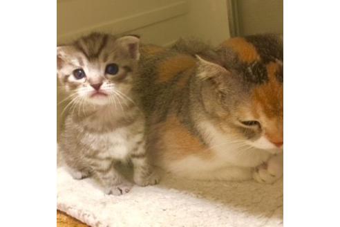 成約済の大阪府のスコティッシュフォールド-3037の1枚目