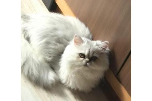 成約済の京都府のペルシャ(チンチラ)-3045の3枚目