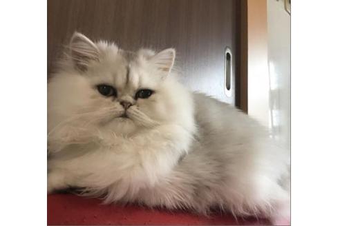 成約済の京都府のペルシャ(チンチラ)-3045の2枚目