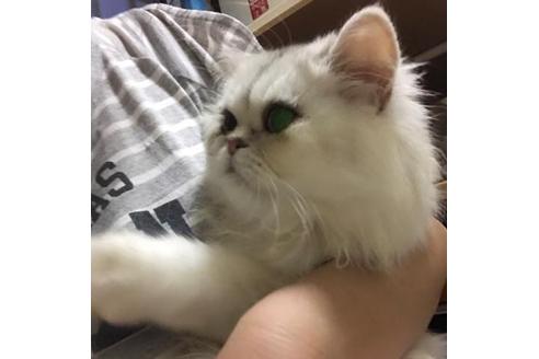 成約済の京都府のペルシャ(チンチラ)-3045の1枚目