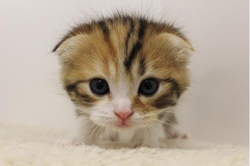 成約済の千葉県のスコティッシュフォールド-3082の4枚目