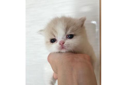 成約済の京都府のミヌエット-3123の4枚目