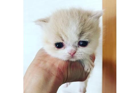 成約済の京都府のミヌエット-3123の3枚目