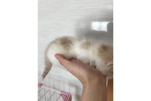 成約済の京都府のミヌエット-3123の2枚目