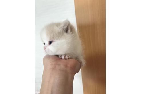 成約済の京都府のミヌエット-3123の1枚目