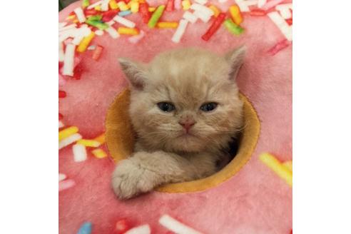 成約済の大阪府のセルカークレックス-3132の4枚目