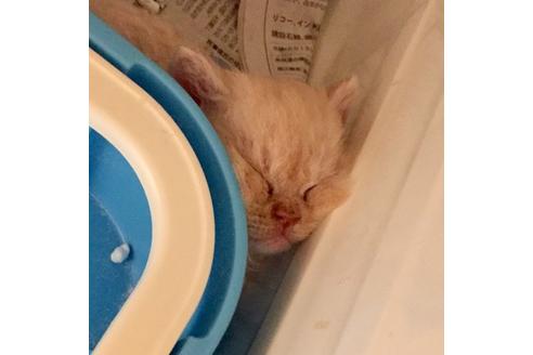 成約済の大阪府のセルカークレックス-3132の2枚目