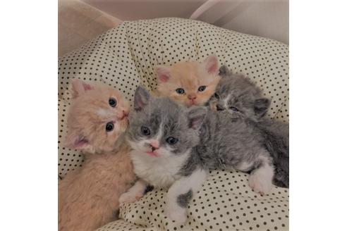 成約済の大阪府のセルカークレックス-3132の1枚目