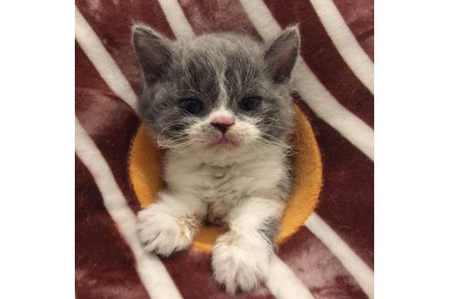 成約済の大阪府のセルカークレックス-3133の4枚目